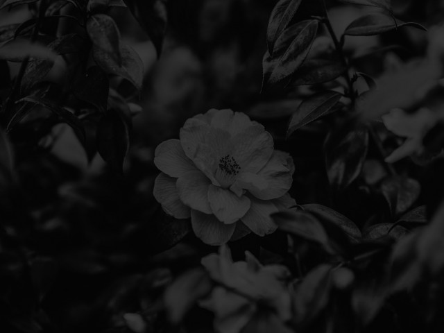 Spring Flower
